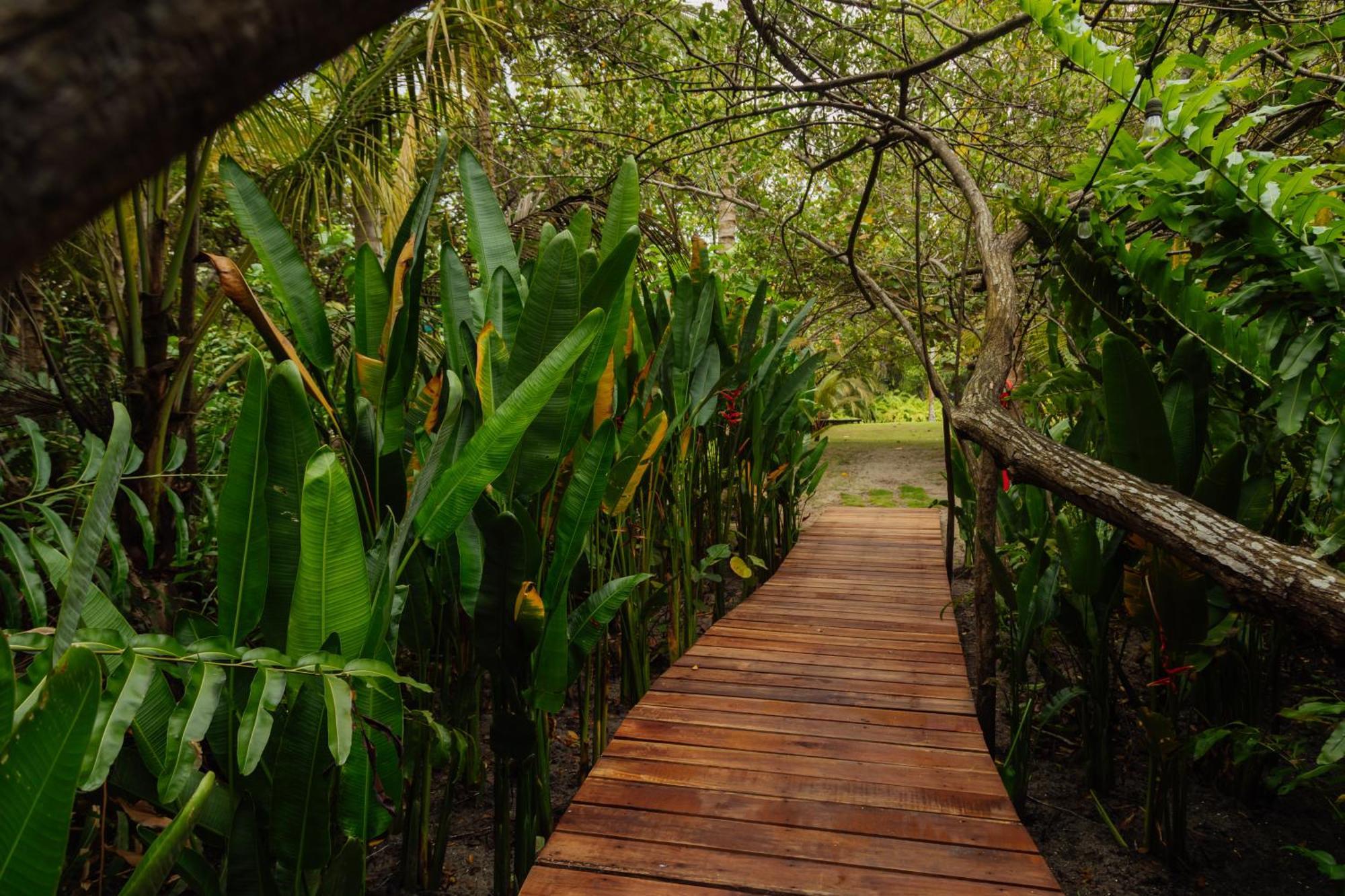Solea Tropical *